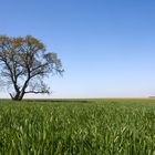 Einsamer Baum