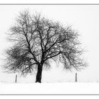 einsamer Baum