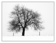 einsamer Baum