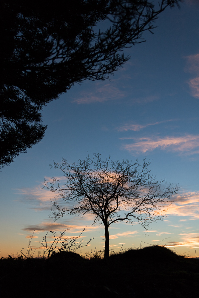 Einsamer Baum