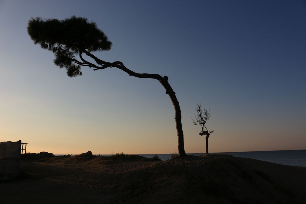 Einsamer Baum