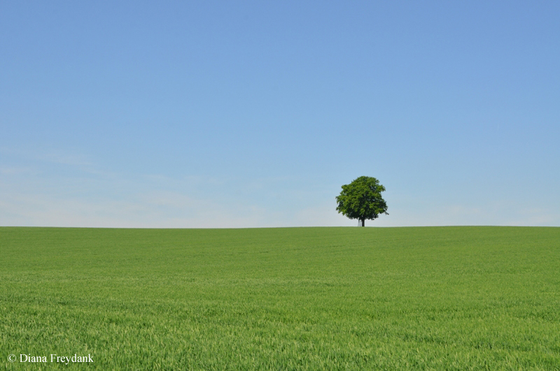 Einsamer Baum