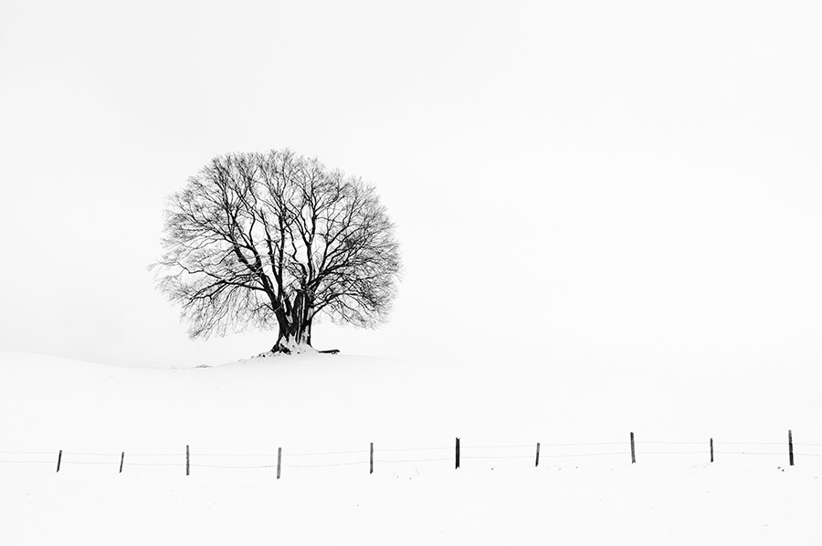 Einsamer Baum