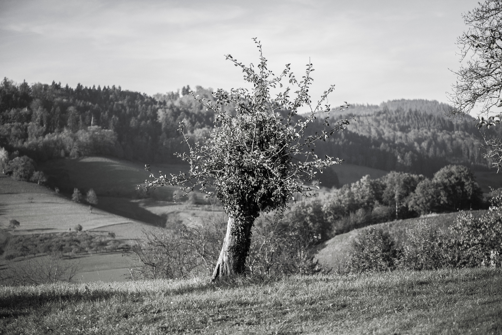 Einsamer Baum