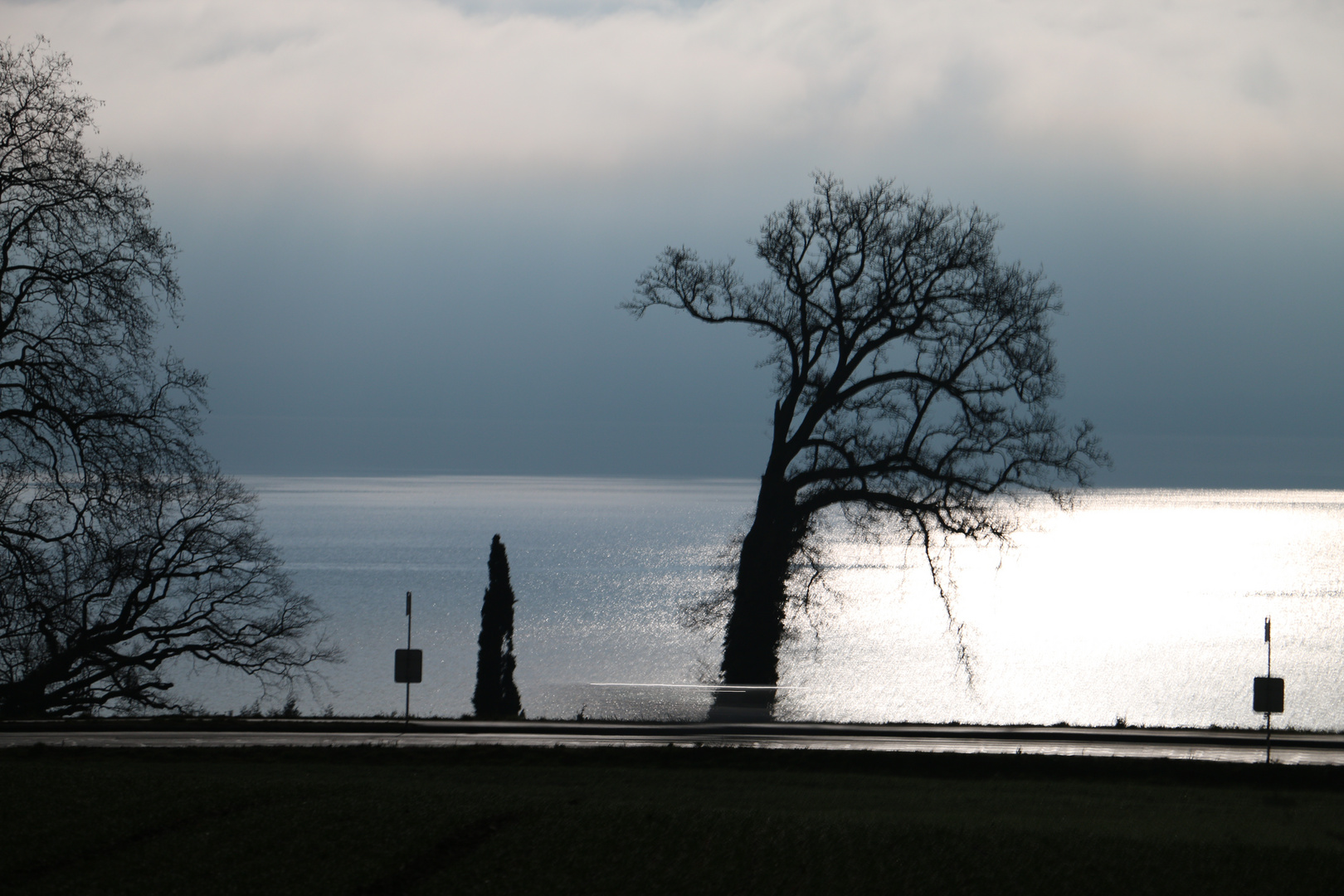 Einsamer Baum