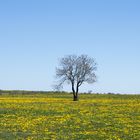 Einsamer Baum