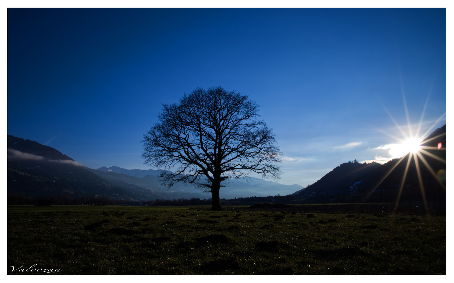 einsamer Baum