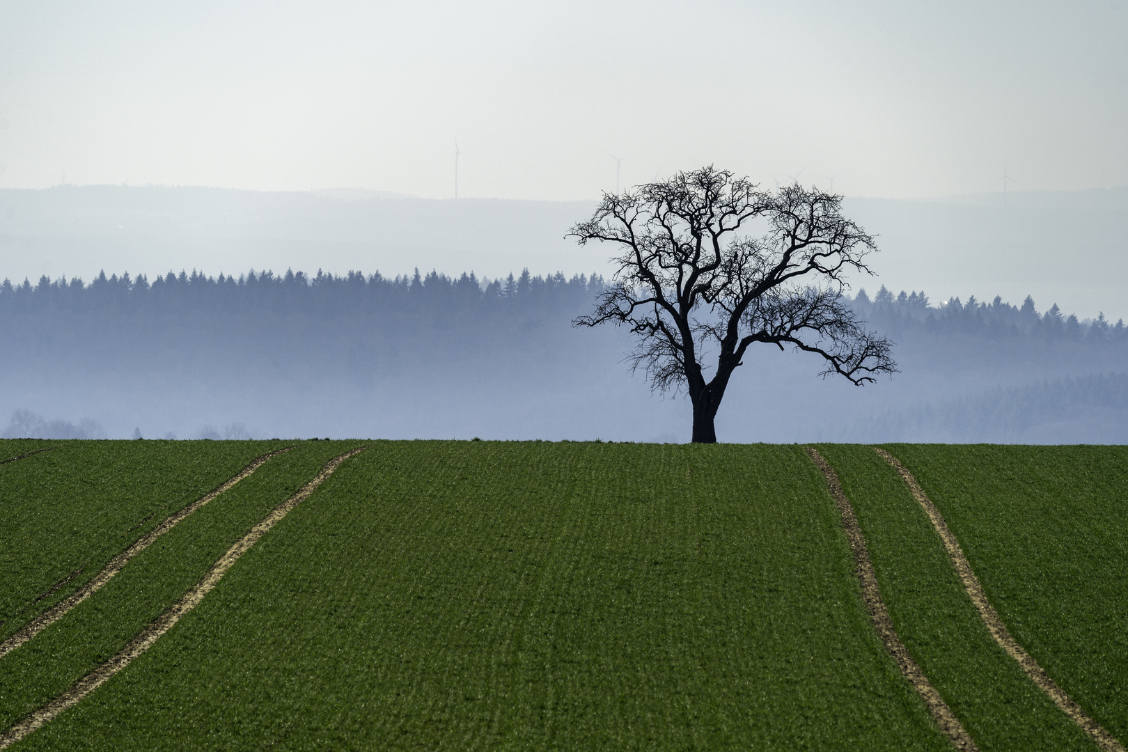 Einsamer Baum