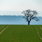 Einsamer Baum