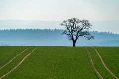 Einsamer Baum