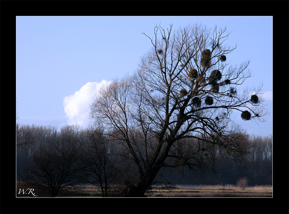 einsamer Baum ....