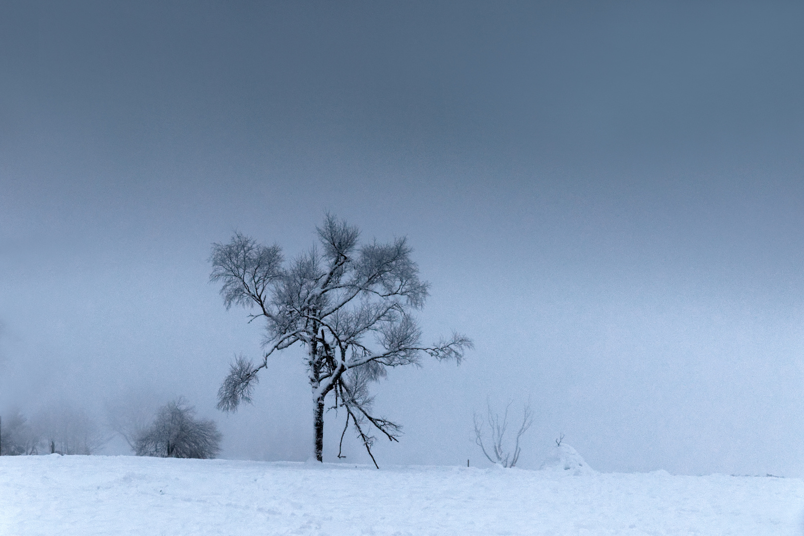 Einsamer Baum