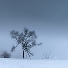 Einsamer Baum