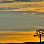 Einsamer Baum I