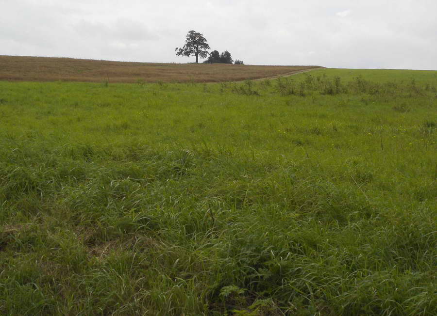 Einsamer Baum I