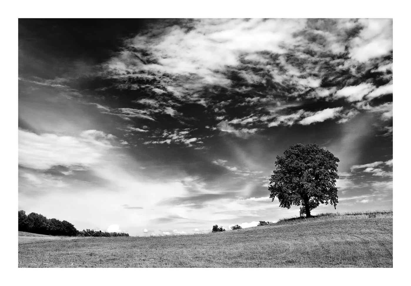 Einsamer Baum II