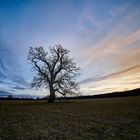 Einsamer Baum im Abendlicht