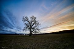 Einsamer Baum im Abendlicht