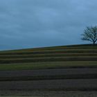 Einsamer Baum im Feld