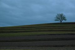 Einsamer Baum im Feld