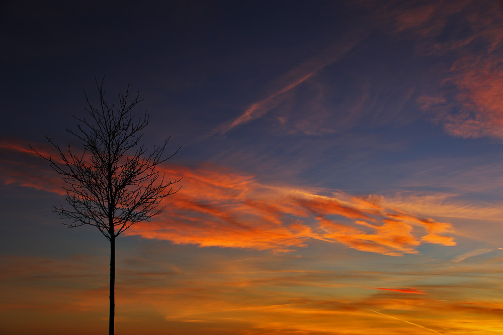 einsamer Baum im flammenden Abendrot