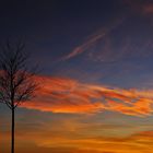 einsamer Baum im flammenden Abendrot