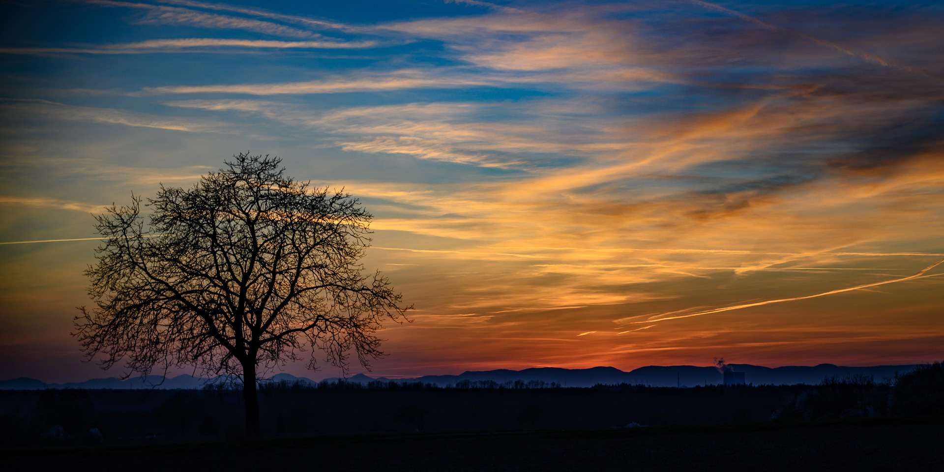 einsamer Baum im Gegenlicht nach Sonnenuntergang