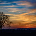 einsamer Baum im Gegenlicht nach Sonnenuntergang