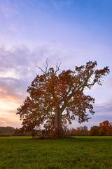 Einsamer Baum im herbstlichen Abendlicht