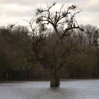 Einsamer Baum im Hochwasser