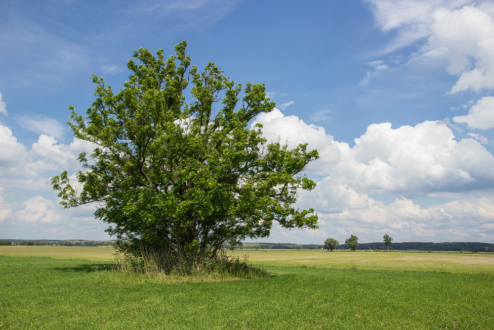 Einsamer Baum im Kunersdorfer Land