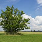 Einsamer Baum im Kunersdorfer Land