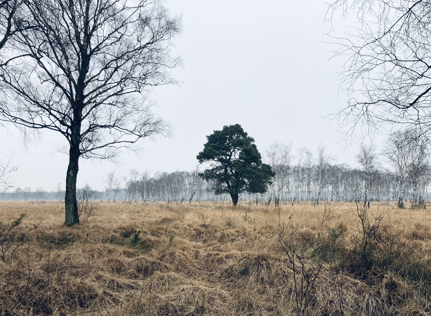 Einsamer Baum im Moor