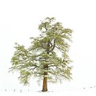 einsamer Baum im Nebel