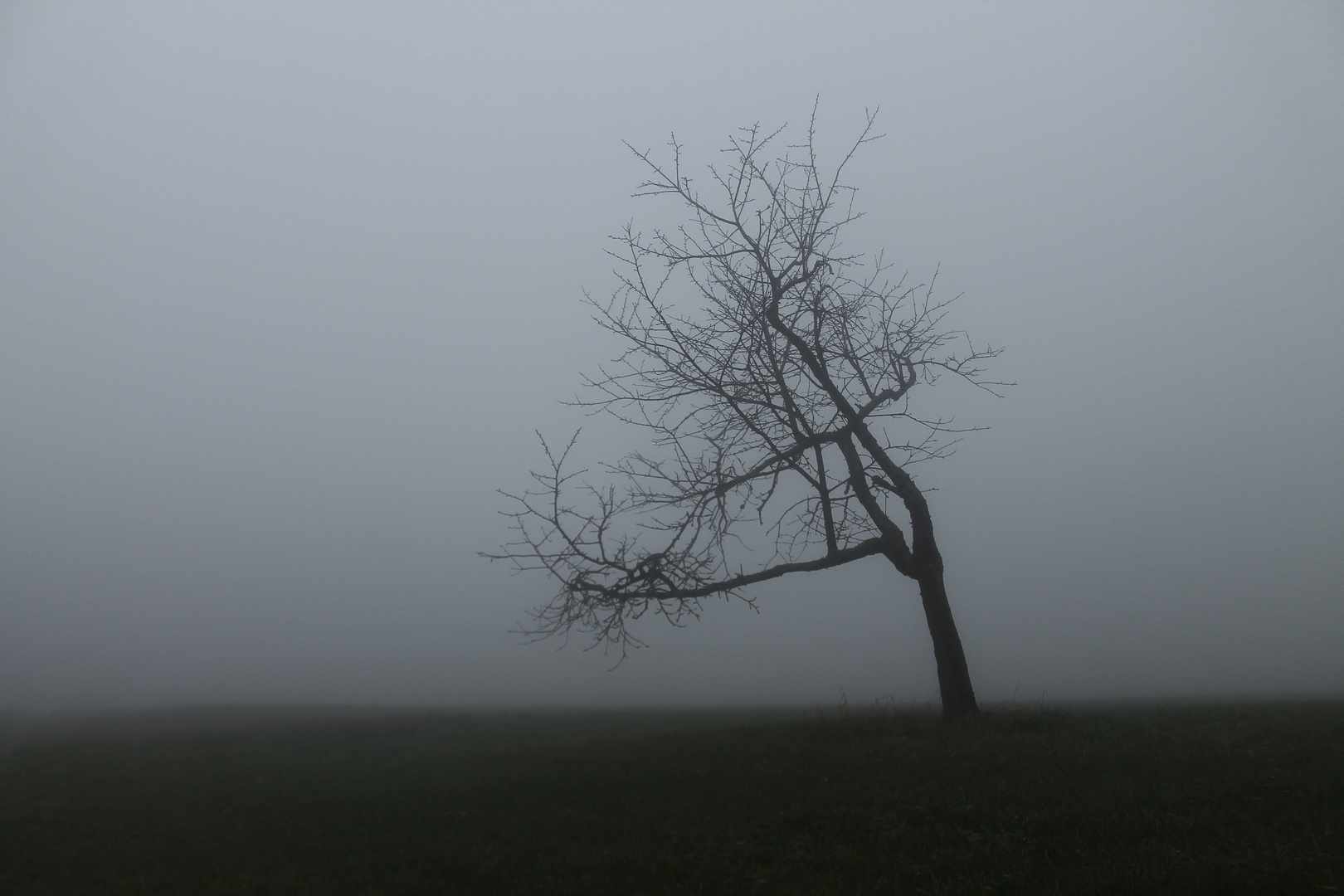 Einsamer Baum im Nebel