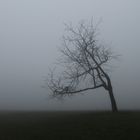 Einsamer Baum im Nebel