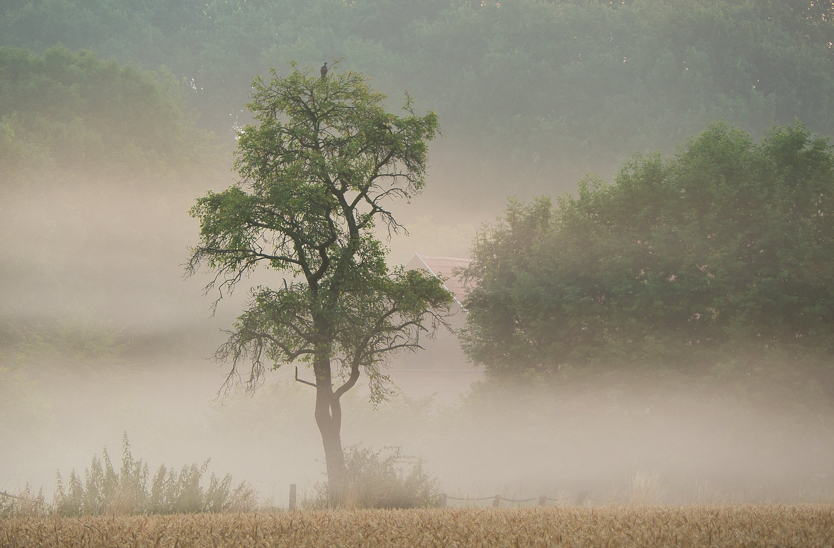 Einsamer Baum im Nebel verhangen
