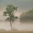 Einsamer Baum im Nebel verhangen