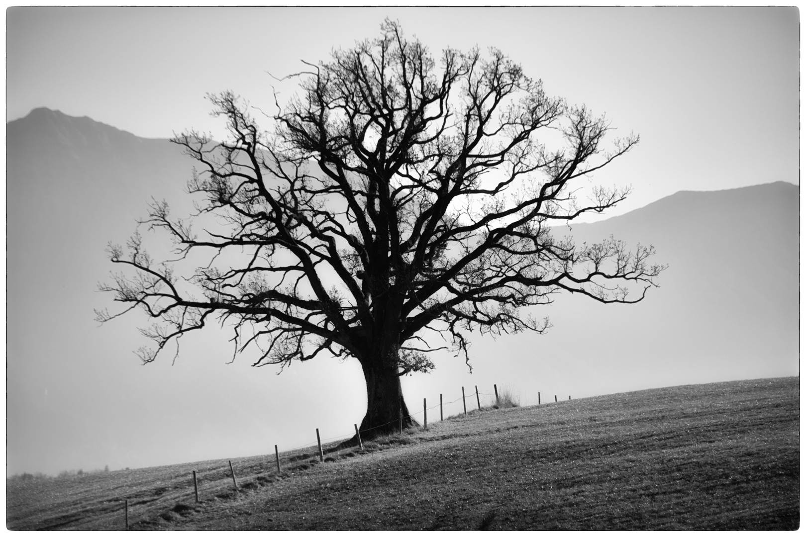 Einsamer Baum im Oberland