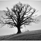 Einsamer Baum im Oberland