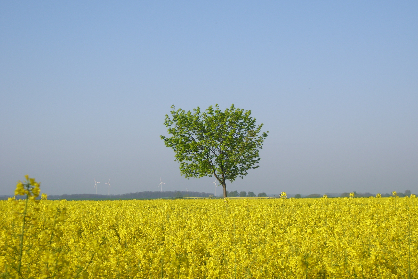 einsamer Baum im Rapsfeld