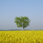 einsamer Baum im Rapsfeld