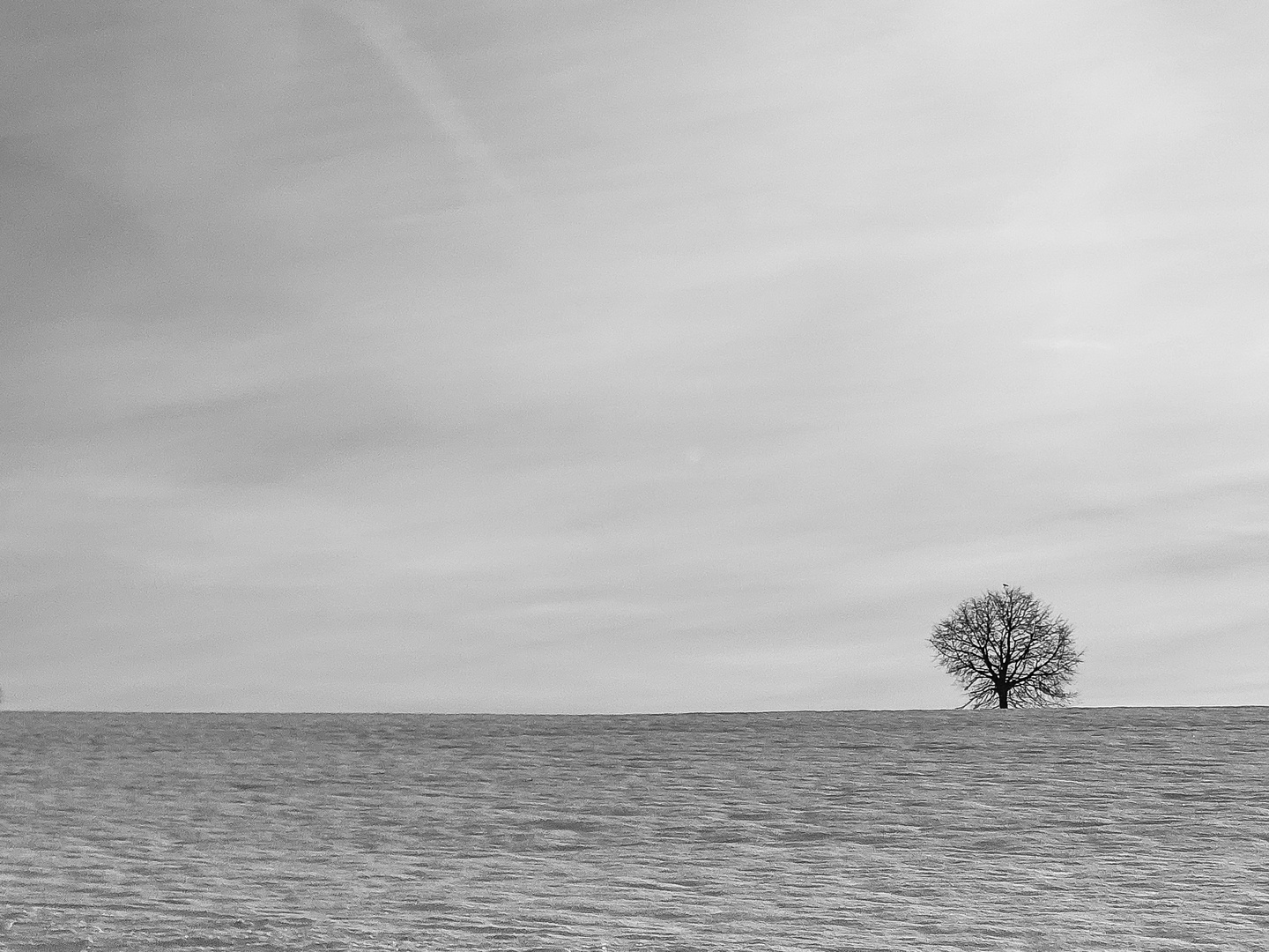 Einsamer Baum im Schnee