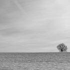 Einsamer Baum im Schnee