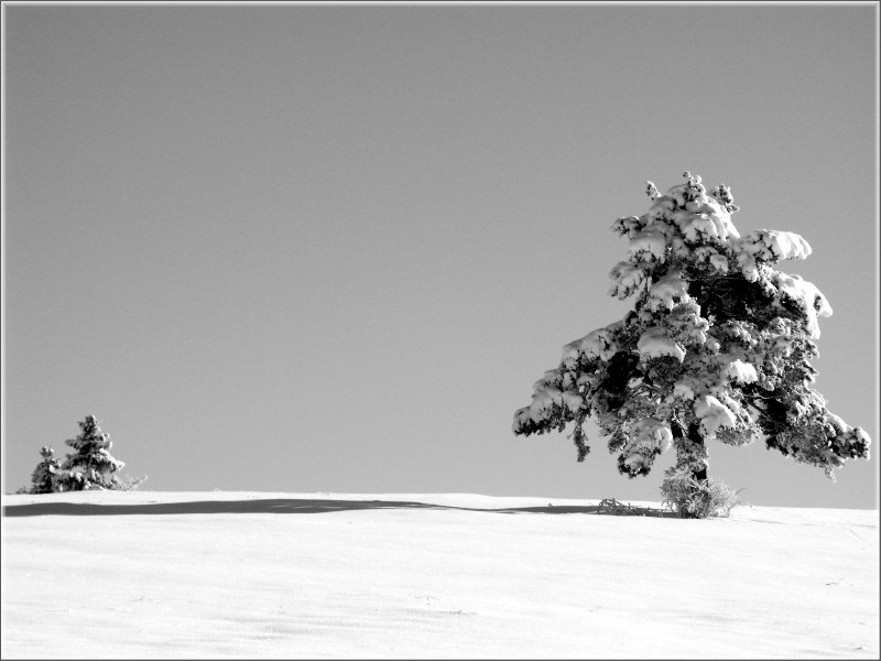 Einsamer Baum im Schnee