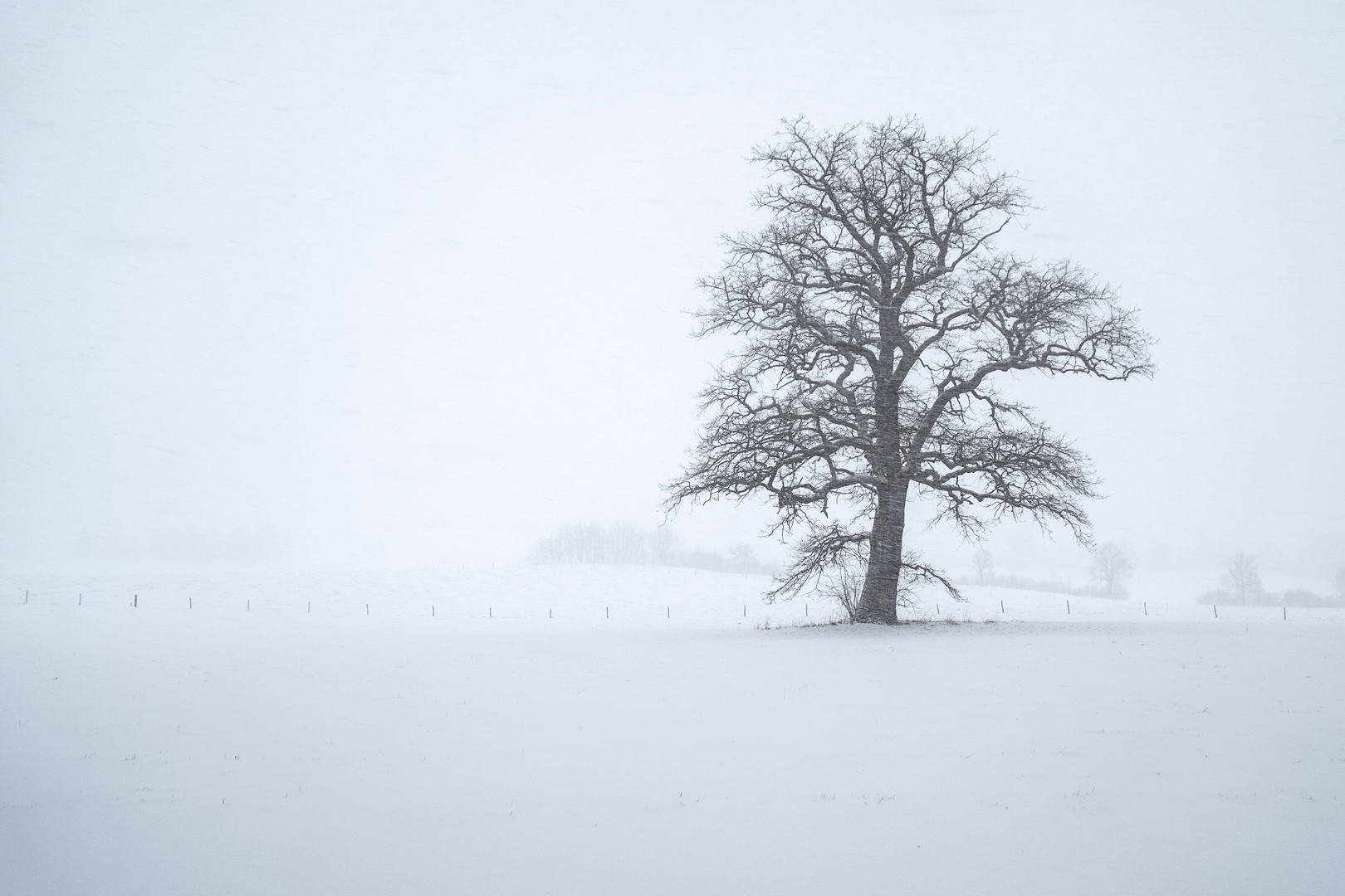 Einsamer Baum im Schneesturm