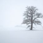 Einsamer Baum im Schneesturm