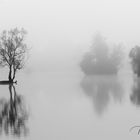 Einsamer Baum im See