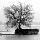 Einsamer Baum im See