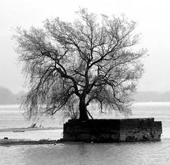 Einsamer Baum im See